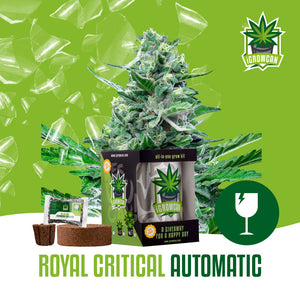 IGrowCan - Royal Critical