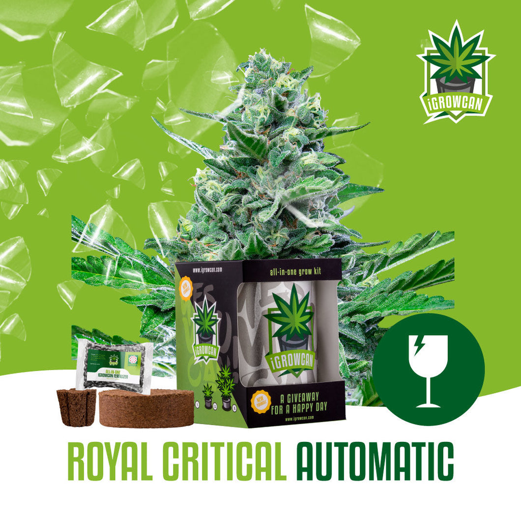 IGrowCan - Royal Critical