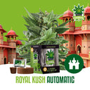 IGrowCan - Royal Kush